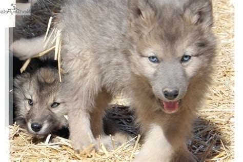 Husky Wolf Mix Puppies For Sale | PETSIDI