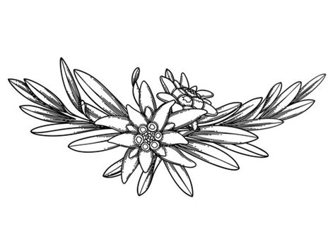 Edelweiss Flower Drawing Edelweiss flower collection royalty free ...