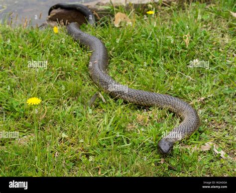 Tasmanian tiger hi-res stock photography and images - Alamy