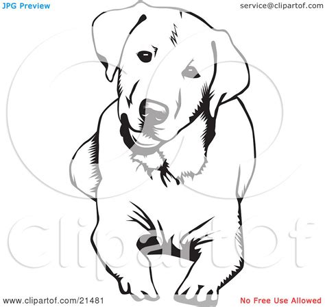 Clipart Illustration of a Cute And Curious Labrador Retriever Dog ... | Labrador retriever dog ...