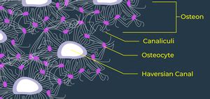 Difference Between Haversian Canal and Volkmann's canal - GeeksforGeeks