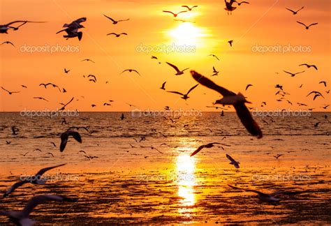 Silhouette of seagulls flying at sunset — Stock Photo © rujituk #26994357