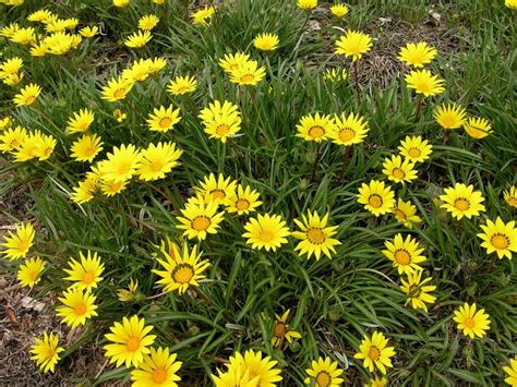 How to Grow Yellow Daisies in Your Garden: 10 Charming Ideas