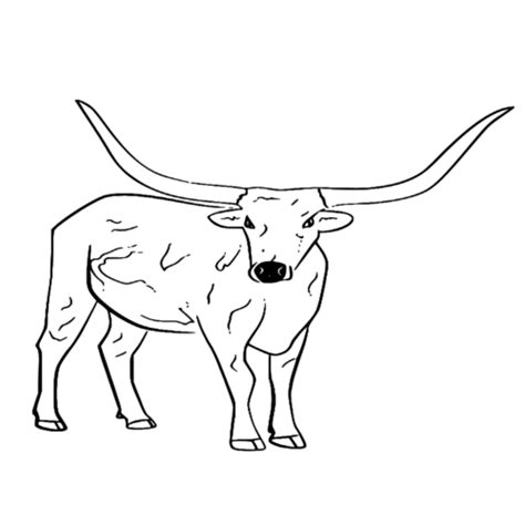 Longhorn Cattle Coloring Page » Turkau