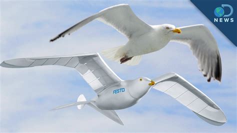 Robotic Bird Takes Flight - YouTube