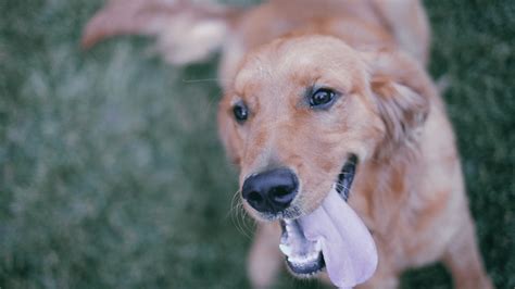 Dog’s Tongue is Blue? Causes, Symptoms, and Treatment – PawSafe