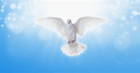 Why Is the Dove Often a Symbol for the Holy Spirit?