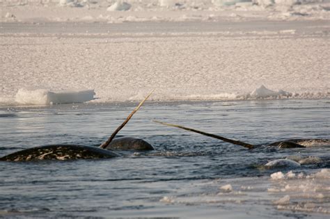 Narwhals have endured a million years with low genetic diversity, and they're thriving