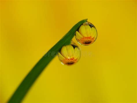 Dews on the Grass with Colorful Flower Reflection Inside Stock Photo ...