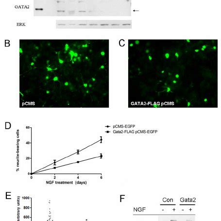 Dynamics of Gata2 expression during embryonic rat midbrain development | Download Scientific Diagram