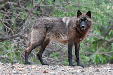 Wolf | Denali National Park, Alaska. | Photos by Ron Niebrugge