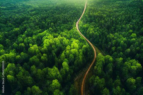 Aerial view of green forest, natural landscape bird's eye view, a road ...