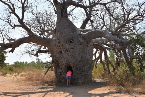 Prison Boab Tree - Wyndham WA @ ExplorOz Places