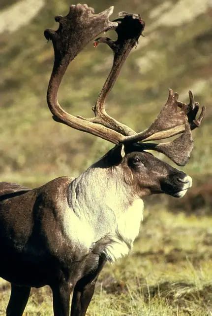 Caribou vs Reindeer Comparison (is there a difference?) - World Deer