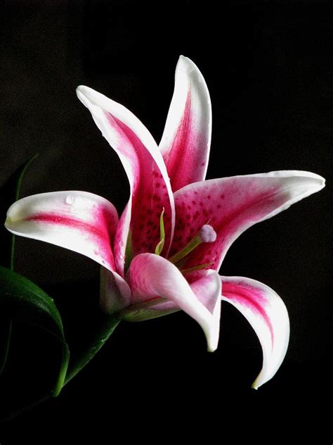 Pink Stargazer Lily Photograph by Angela Davies - Fine Art America