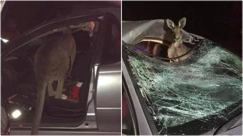 Kangaroo Ends Up In Front Seat Of Car After Collision