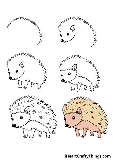 How To Draw Hedgehogs - Aimsnow7