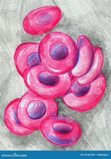 Red blood cells sketch stock illustration. Illustration of artistic - 43746184