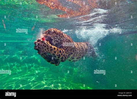 Jaguar (Panthera onca) swimming underwater,C. and S. America, Captivity ...