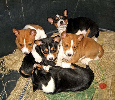 ALL BREEDS DOGS: Basenji dog