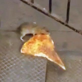 We’ve Reached the Part of Pizza Rat’s Meme Lifespan Where Everyone Wonders If It Was All a Dream