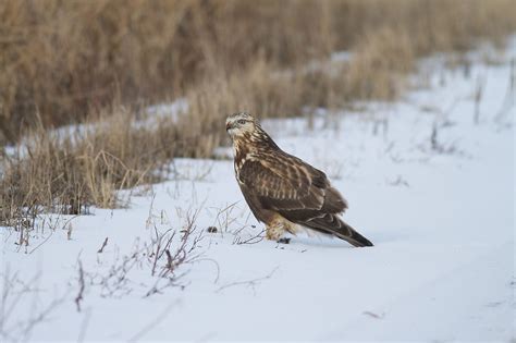 Winter Birds : Friends of Sax-Zim Bog