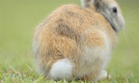 What Is The Purpose Of A Rabbit'S Tail?