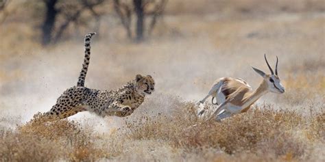 How Fast Does a Cheetah Run? The Science of a Cheetah's Speed