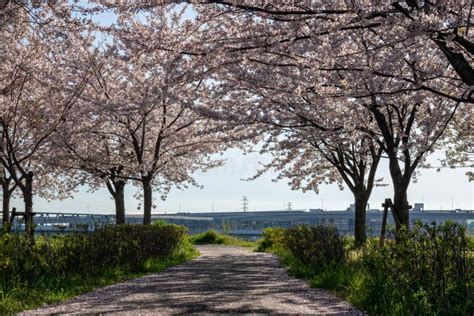 Arakawa River Cherry Blossoms in Japan Tokyo Stock Image - Image of nature, landscape: 174627033