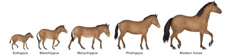 Eevolution of horse Explanation with Different stages