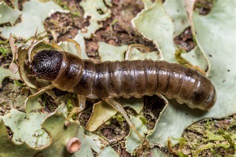 Darkling beetle larvae - Southern Alps Photography