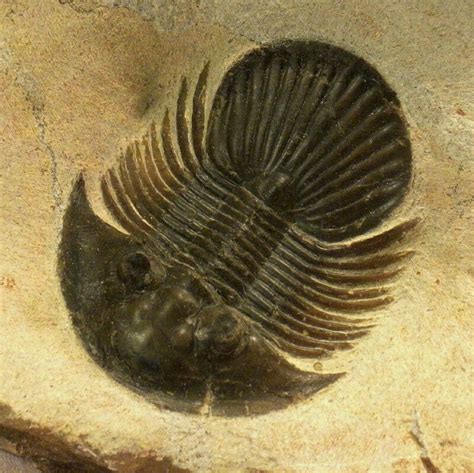 Fossils: Trilobite Fossils