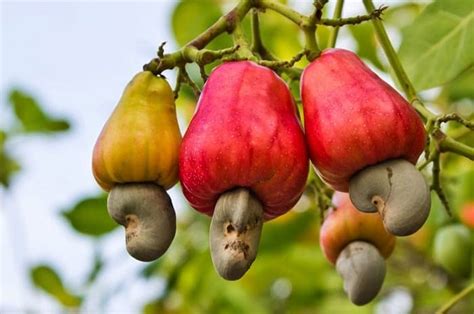 How to Grow a Cashew Tree | Growing Cashew Nuts