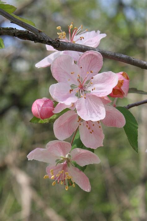 Pink Apple Blossom - Free photo on Pixabay - Pixabay