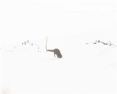 The Arctic Fox: A Symbol Of Iceland's Wild Beauty