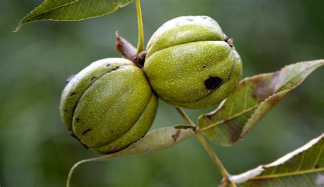 3 Tips For Collecting Wild Seeds & Preserving Plant Diversity - Hobby Farms