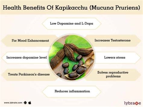 Kapikacchu (Mucuna Pruriens) Benefits And Its Side Effects | Lybrate