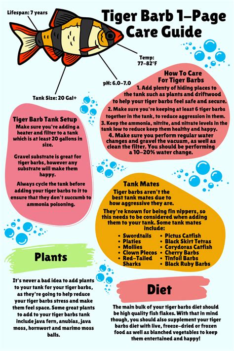 Tiger Barb Care: Ultimate Beginner Guide & Infographic - Betta Care Fish Guide