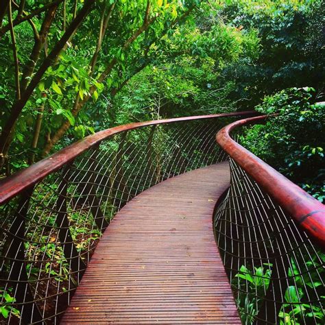 Kirstenbosch Tree Canopy Walkway Opened In Cape Town