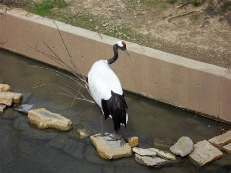 Red-crowned Crane - Cincinnati Zoo and Botanical Garden Wiki