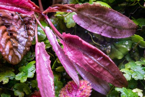 Cryptocoryne Aquarium Plant — Buce Plant