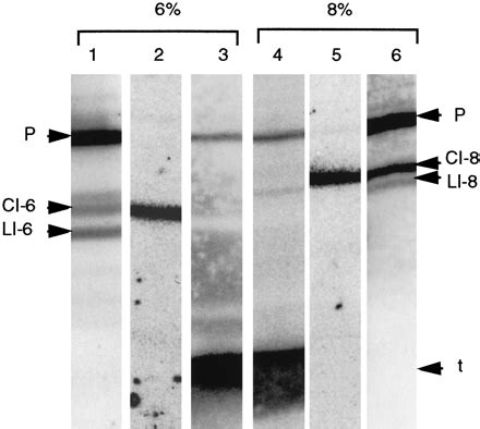 Two reactions of Haloferax volcanii RNA splicing enzymes: Joining of exons and circularization ...