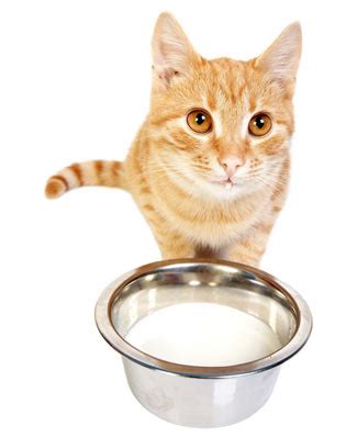 Is Milk Good for Cats?