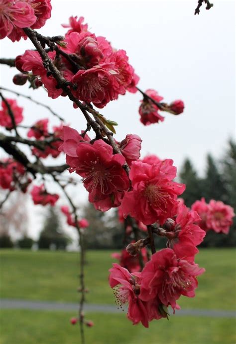 double-flowering weeping peach tree, Pink Cascade, at the home of Dr. Heng Lim, Hummelstown ...