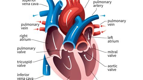 Study notes on "Human Heart" For Govt. Exam 2023