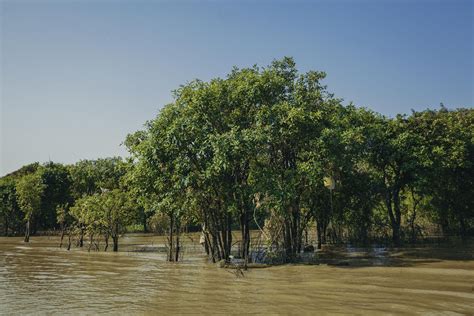 Mangrove forests Tonle Sap river Cambodia [OC][2400x1600] #Music #IndieArtist #Chicago ...