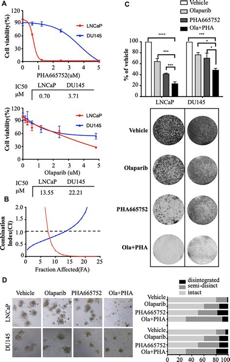 Combined treatment with PHA665752 and olaparib synergistically inhibits ...