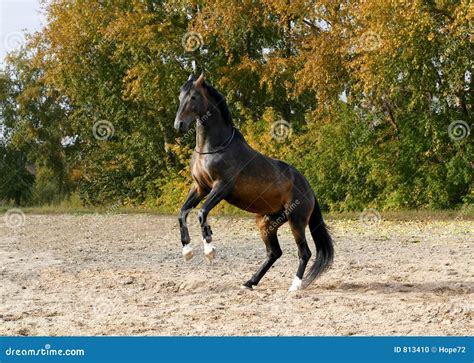 Horse Standing On His Two Legs Stock Photo - Image of horse, scared: 813410