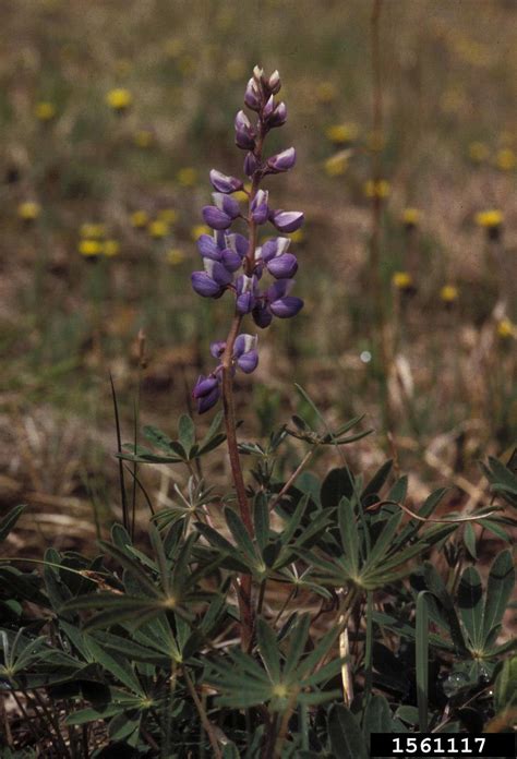 perennial lupine (Lupinus perennis)