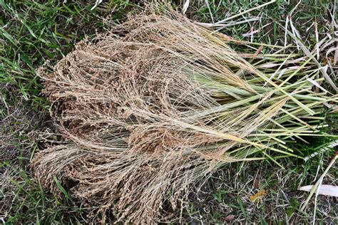 Planting, Growing & Harvesting Broom Corn (2024)